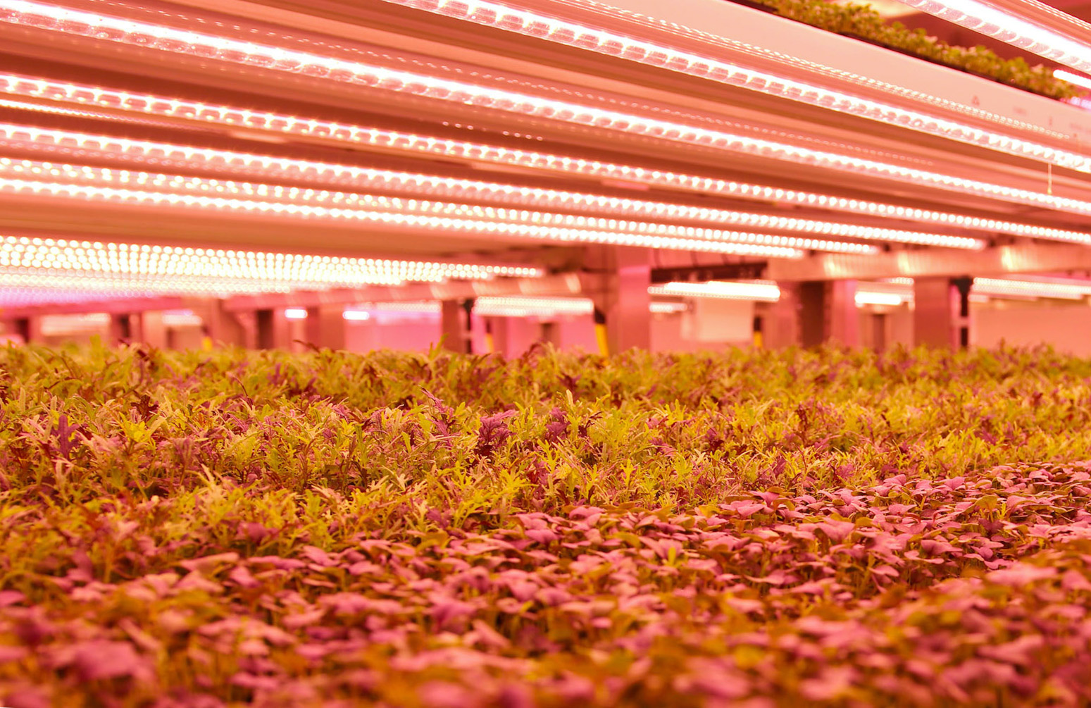 LED lights for vertical farming Agronpod UK