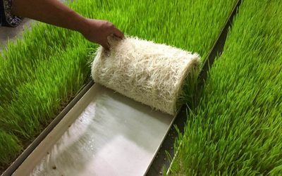 Hydroponic fodder production gains momentum